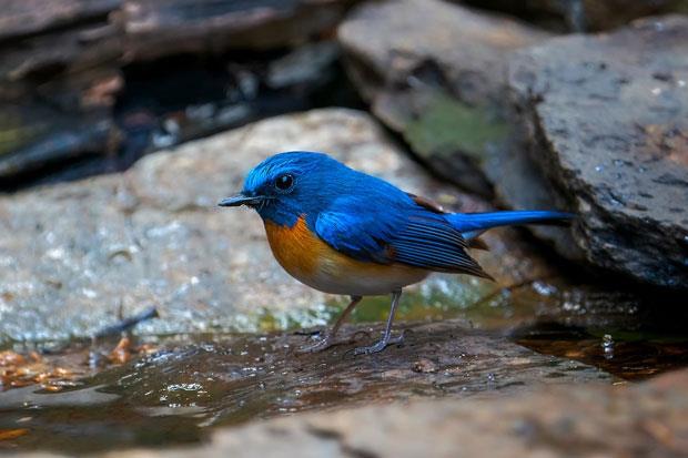 blue throated blue flycatcher